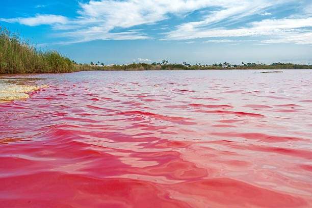 lago rosa alicante 1